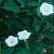 Annuals: Datura metel