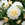 Dahlias: Dahlia 'White Perfection'
