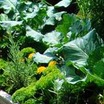 Interplanting