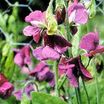 Sweet_peas_lathyrus_odoratus_captain_of_the_blues-1