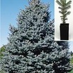 Trees and Shrubs