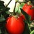 Tomato-roma.small