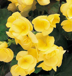 Begonia, Spectrum 'Yellow Anne'