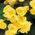 Begonias: Begonia 'Yellow Anne'