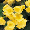Begonias