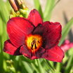 Daylilies_hemerocallis_frankly_scarlet-2