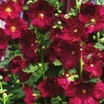 Perennials_alcea_rosea_indian_spring-1