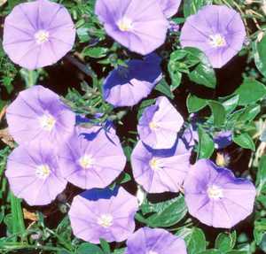 Morning Glory, Miniature