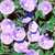 Morning Glory: Convolvulus mauritanicus (C. sabatius)