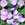 Annuals_convolvulus_mauritanicus_c