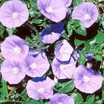 Annuals_convolvulus_mauritanicus_c