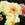 Antiques: Rosa 'Gruss an Aachen'