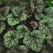 Coral_bells_heuchera_americana_persian_carpet-1
