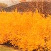 Trees and Shrubs