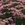 Yarrow: Achillea millefolium 'Lavender Beauty'