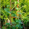 Vertical_gardening
