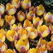 Bulbs: Crocus chrysanthus 'Advance'