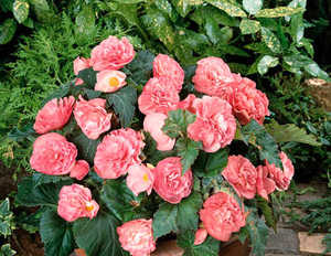 Begonia, New Star Pink