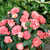 Begonias: Begonia 'New Star Pink'