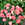 Begonias: Begonia 'New Star Pink'