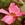 Antiques: Rosa 'Betty Prior'
