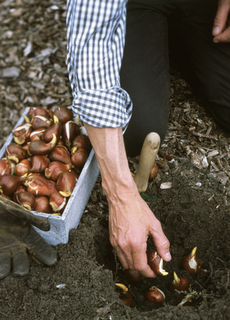 Planting_organic_tulips_fall