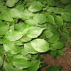 Hedges_maclura_pomifera-4