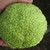 Hedges_maclura_pomifera-4