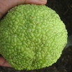 Hedges_maclura_pomifera-4