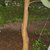 Hedges_maclura_pomifera-4
