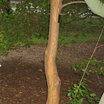 Hedges_maclura_pomifera-4