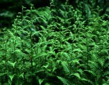 Fern, Hay-Scented