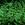 Ferns: Dennstaedtia punctilobula