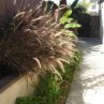 Ornamental_grasses_pennisetum_setaceum-1
