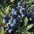 Berries_vaccinium_sunshine_blue-2