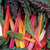 Swiss-chard.small