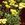 Yarrow: Achillea 'Anthea'