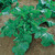 Broccoli-rabe