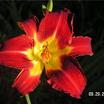Daylilies_hemerocallis_rosie_meyer-2