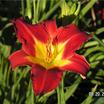 Daylilies_hemerocallis_rosie_meyer-2