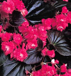 Begonia