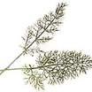 Fennel_foeniculum_vulgare_rubrum-1