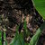 Calla_lilies_zantedeschia_edge_of_night-1.small