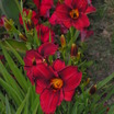 Daylilies_hemerocallis_frankly_scarlet-2