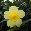 Carolina_yellow_jasmine_122709