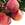 Peach and Nectarine: Prunus persica 'Burbank July Elberta'