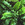 Ferns: Asplenium scolopendrium