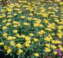 Yarrow, 'Moonshine'