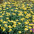 Yarrow: Achillea filipendulina 'Moonshine'