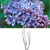 All_plants_syringa_vulgaris-1.small